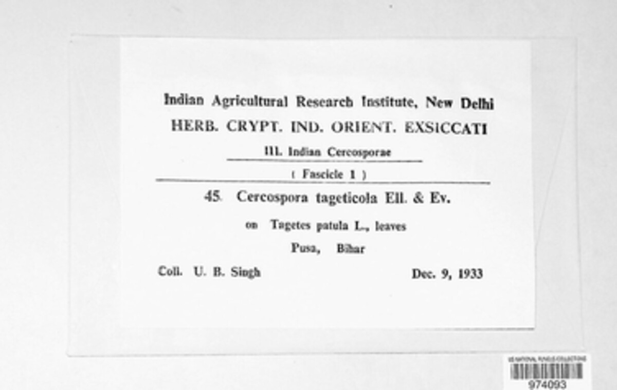 Cercospora tageticola image